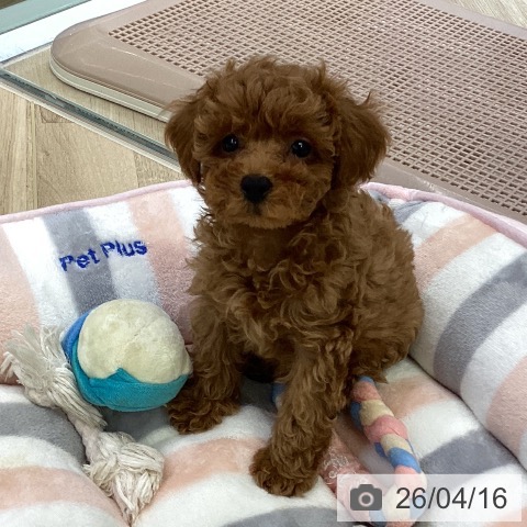 愛知県のトイプードル(トイ) (ペットプラス mozoワンダーシティ店/2026年2月4日生まれ/女の子/レッド)の子犬の3枚目の画像