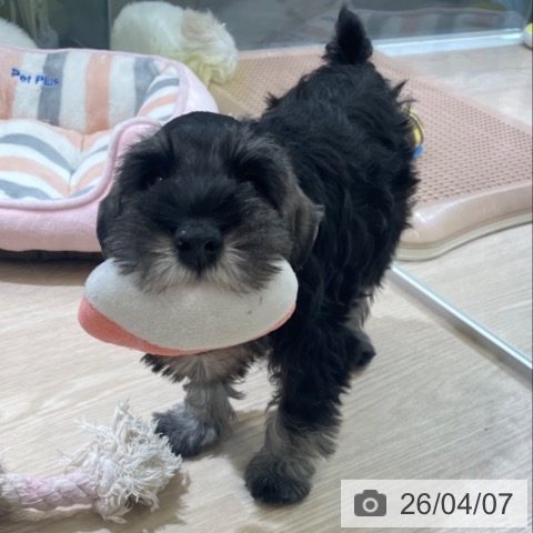 ミニチュア・シュナウザーの写真