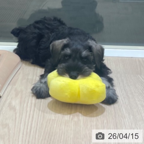 富山県のミニチュアシュナウザー (ペットプラス 高岡店/2026年2月3日生まれ/男の子/ソルトペッパー)の子犬の4枚目の画像