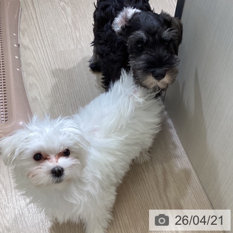 富山県のミニチュアシュナウザー (ペットプラス 高岡店/2026年2月3日生まれ/男の子/ソルトペッパー)の子犬の3枚目の画像