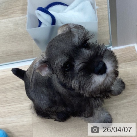 ミニチュア・シュナウザーの写真