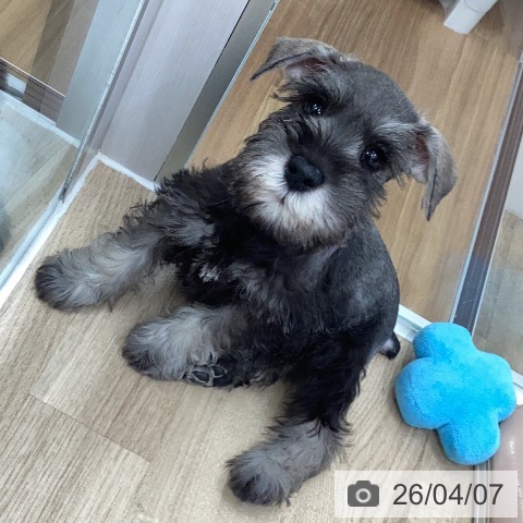 ミニチュア・シュナウザーの写真