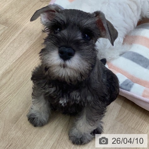 岐阜県のミニチュアシュナウザー (ペットプラス 各務原店/2026年2月3日生まれ/男の子/ソルトペッパー)の子犬の3枚目の画像