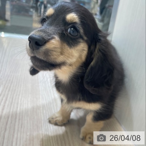 富山県のミニチュアダックスフンド(ロング) (ペットプラス 高岡店/2026年2月4日生まれ/女の子/ブラックタン)の子犬の4枚目の画像