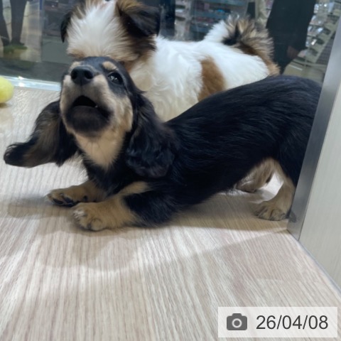 富山県のミニチュアダックスフンド(ロング) (ペットプラス 高岡店/2026年2月4日生まれ/女の子/ブラックタン)の子犬の3枚目の画像