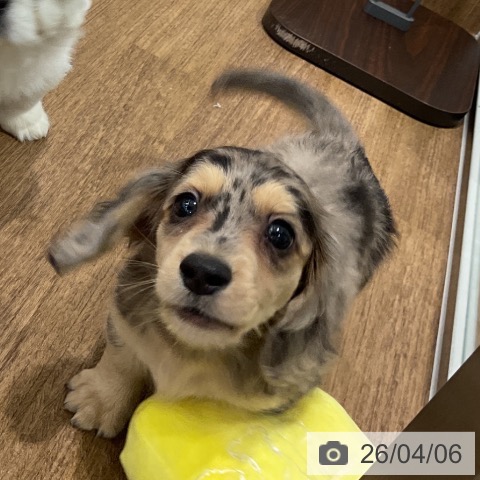 ミニチュア・ダックスフンドの写真