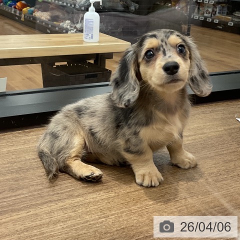 ミニチュア・ダックスフンドの写真