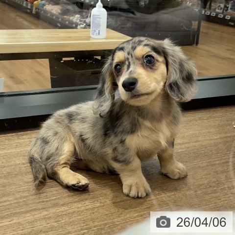 ミニチュア・ダックスフンドの写真