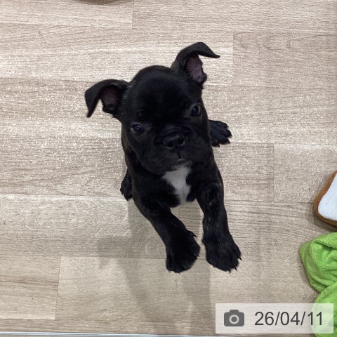 宮城県のフレンチブルドッグ (ペットプラス 名取店/2026年2月3日生まれ/男の子/ブリンドル)の子犬の3枚目の画像