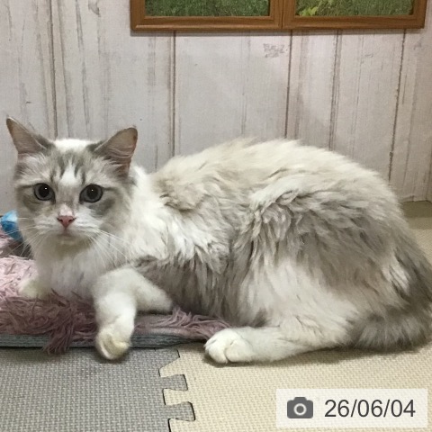 ラグドールの写真