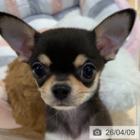 東京都のチワワ(ロング) (ペットプラス アクアシティお台場店/2026年1月31日生まれ/男の子/ブラッククリームホワイト)の子犬の4枚目の画像