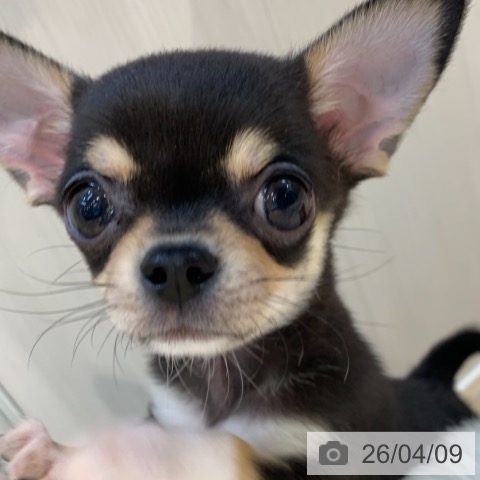 東京都のチワワ(ロング) (ペットプラス アクアシティお台場店/2026年1月31日生まれ/男の子/ブラッククリームホワイト)の子犬の3枚目の画像