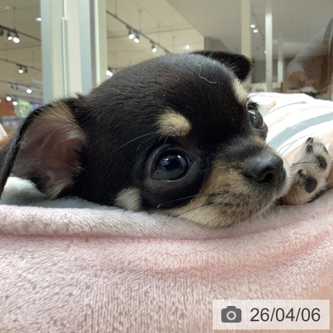 岐阜県のチワワ(ロング) (ペットプラス 各務原店/2026年1月31日生まれ/女の子/ブラッククリームホワイト)の子犬の4枚目の画像