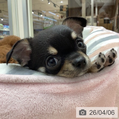 岐阜県のチワワ(ロング) (ペットプラス 各務原店/2026年1月31日生まれ/女の子/ブラッククリームホワイト)の子犬の3枚目の画像