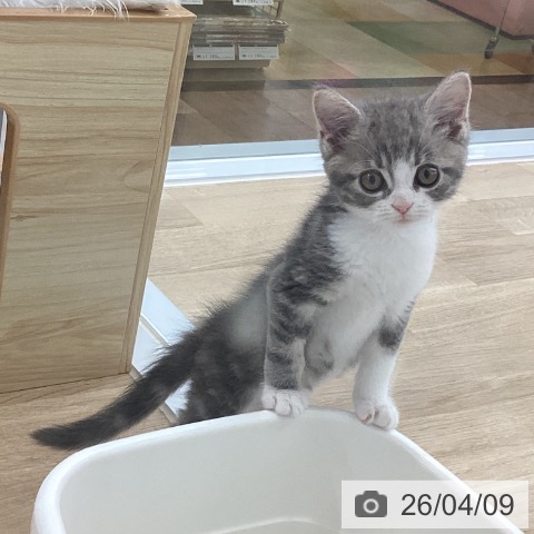 ミヌエットの写真