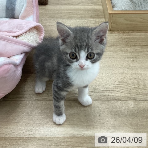 ミヌエットの写真