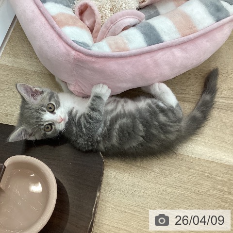 ミヌエットの写真