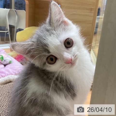 ミヌエットの写真