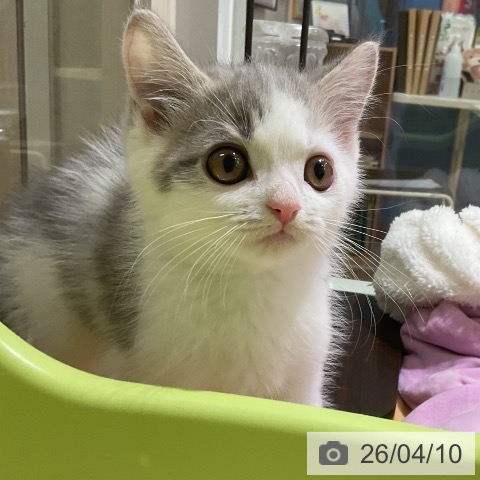 ミヌエットの写真