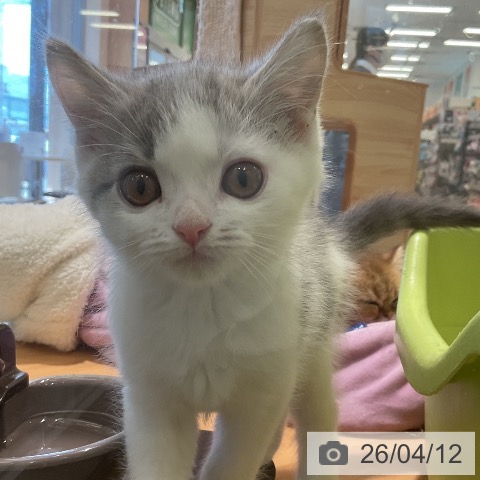 三重県のミヌエット (ペットプラス 東員店/2026年1月25日生まれ/男の子/ブルータビーホワイト)の子猫の3枚目の画像