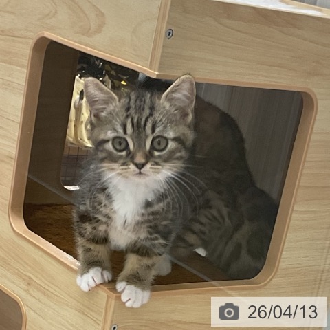 愛知県のミヌエット (ペットプラス 熱田店/2026年1月25日生まれ/男の子/ブラウンタビーホワイト)の子猫の3枚目の画像