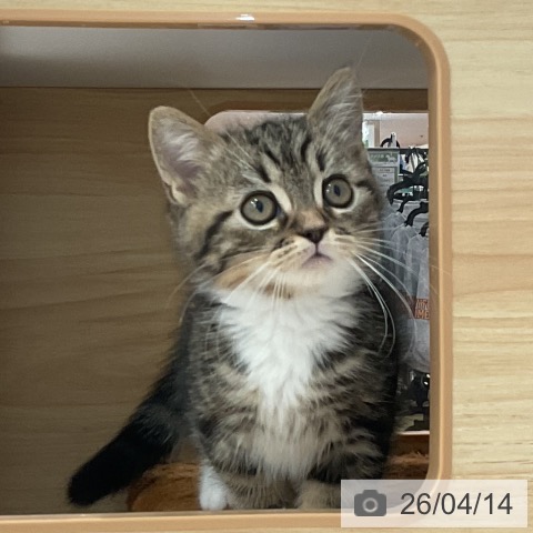 愛知県のミヌエット (ペットプラス 熱田店/2026年1月25日生まれ/男の子/ブラウンタビーホワイト)の子猫の4枚目の画像