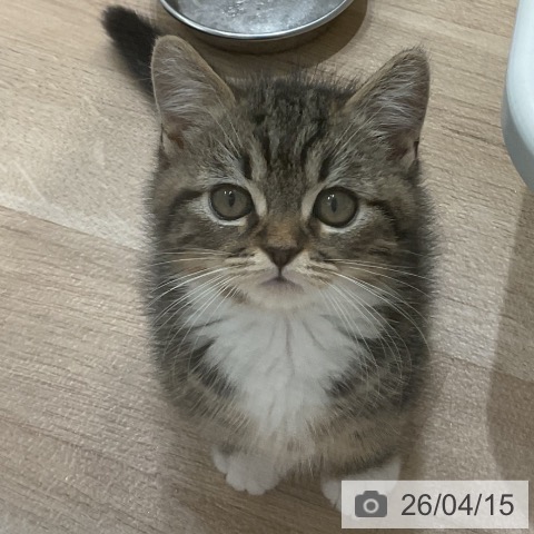 愛知県のミヌエット (ペットプラス 熱田店/2026年1月25日生まれ/男の子/ブラウンタビーホワイト)の子猫の3枚目の画像