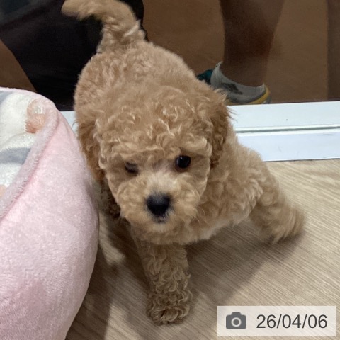 トイ・プードルの写真