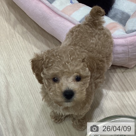 愛知県のトイプードル(トイ) (ペットプラス イオンモール長久手店/2026年2月3日生まれ/男の子/オレンジフォーン)の子犬の4枚目の画像