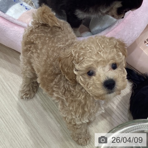 愛知県のトイプードル(トイ) (ペットプラス イオンモール長久手店/2026年2月3日生まれ/男の子/オレンジフォーン)の子犬の3枚目の画像