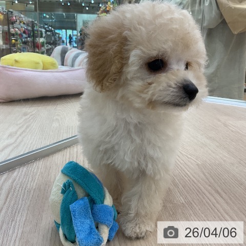 愛知県のトイプードル(トイ) (ペットプラス ナゴヤドーム前店/2026年2月3日生まれ/男の子/ペールフォーン)の子犬の4枚目の画像