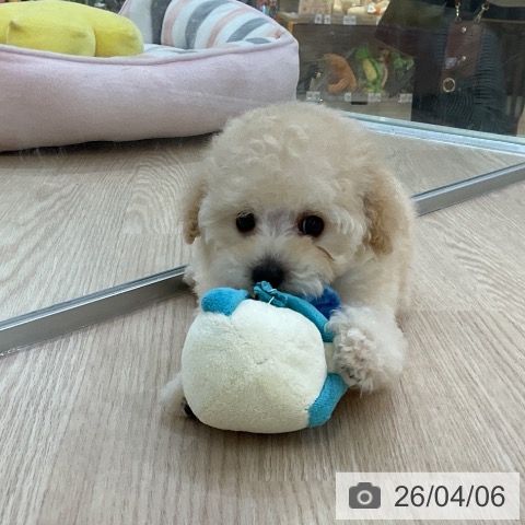 愛知県のトイプードル(トイ) (ペットプラス ナゴヤドーム前店/2026年2月3日生まれ/男の子/ペールフォーン)の子犬の3枚目の画像