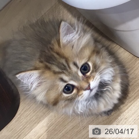 岐阜県のミヌエット (ペットプラス 各務原店/2026年2月1日生まれ/男の子/ブラウンタビー)の子猫の4枚目の画像