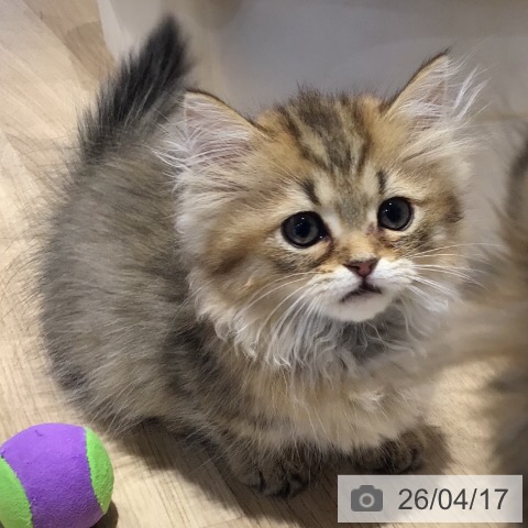 岐阜県のミヌエット (ペットプラス 各務原店/2026年2月1日生まれ/男の子/ブラウンタビー)の子猫の3枚目の画像