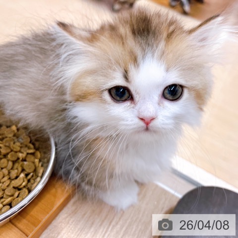 ミヌエットの写真