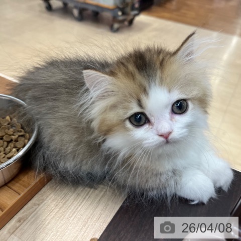 ミヌエットの写真