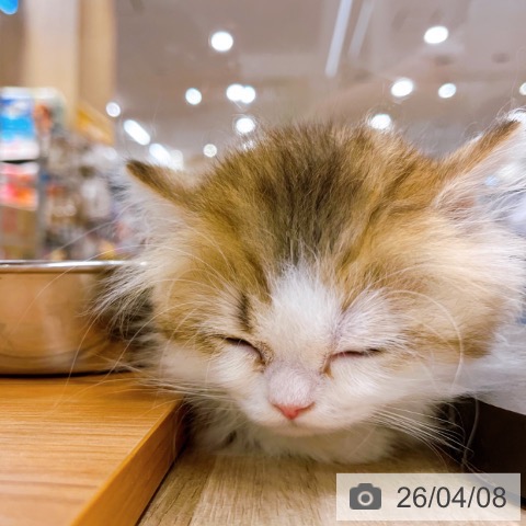 ミヌエットの写真