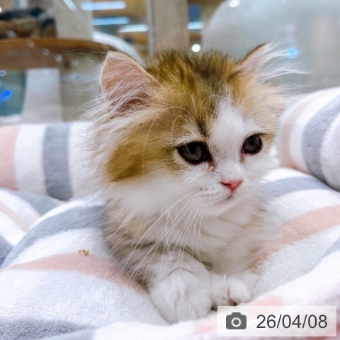 ミヌエットの写真