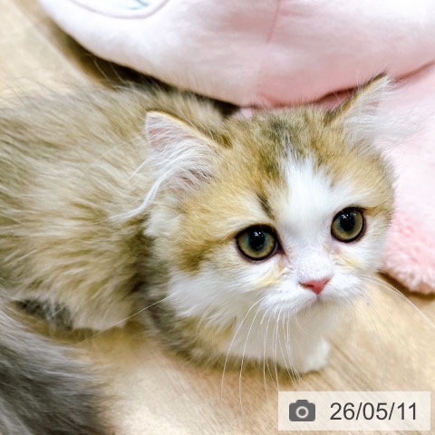 大阪府のミヌエット (ペットプラス イオン大日店/2026年2月1日生まれ/男の子/ブラウンタビーホワイト)の子猫の3枚目の画像