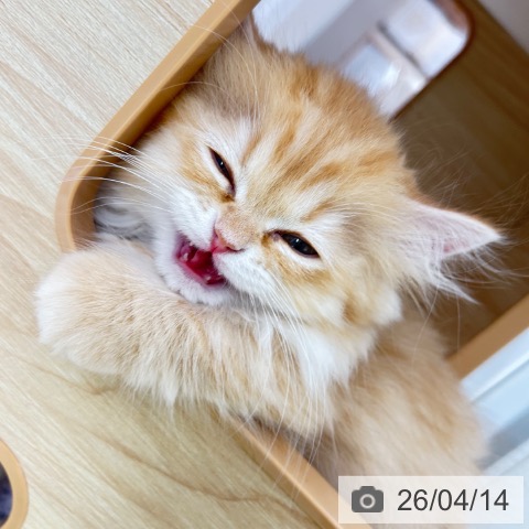 京都府のミヌエット (ペットプラス 京都桂川店/2026年2月1日生まれ/男の子/レッドタビー)の子猫の4枚目の画像