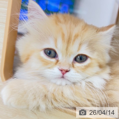 京都府のミヌエット (ペットプラス 京都桂川店/2026年2月1日生まれ/男の子/レッドタビー)の子猫の3枚目の画像