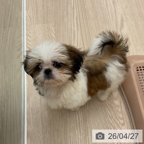 福井県のシーズー (ペットプラス 福井店/2026年2月4日生まれ/男の子/ゴールドホワイト)の子犬の4枚目の画像