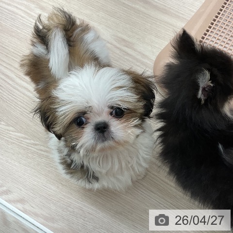 福井県のシーズー (ペットプラス 福井店/2026年2月4日生まれ/男の子/ゴールドホワイト)の子犬の3枚目の画像