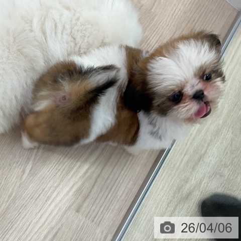 シー・ズーの写真