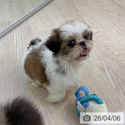 シー・ズーの写真