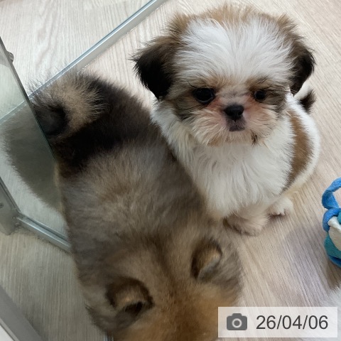 シー・ズーの写真