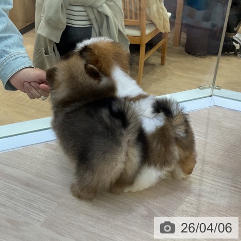 シー・ズーの写真