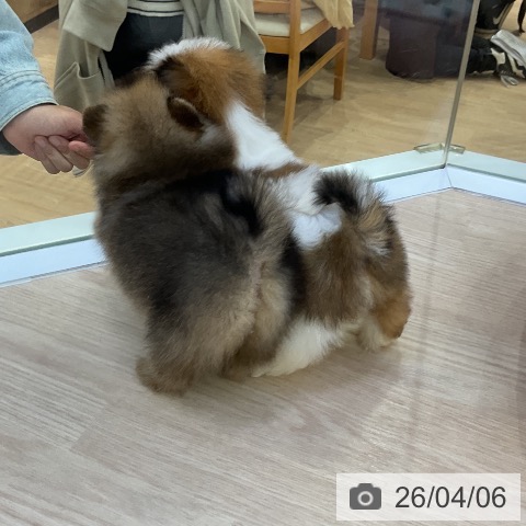 シー・ズーの写真