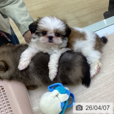 シー・ズーの写真