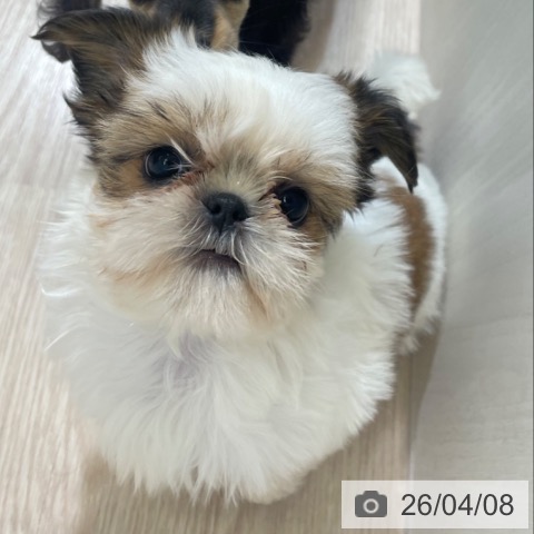 富山県のシーズー (ペットプラス 高岡店/2026年2月4日生まれ/女の子/ホワイトゴールド)の子犬の4枚目の画像